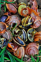 Broken shells of Banded snails (Cepaea) at Song thrush (Turdus philomelos)  anvil. UK, April.