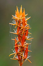 Seed head of Bog Asphodel (Narthecium ossifragum) with spider webs. Dorset, UK, July.