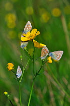 Common Blue Butterflies (Polyommatus icarus) at rest on Buttercup (ranunculus sp). Kingcombe Meadows nature reserve, Dorset, UK May 2011.