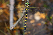 Male Golden-ringed Dragonfly (Cordulegaster boltonii) at rest. New Forest, UK, July.