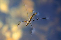 Common Pond Skater / Water Strider (Gerris lacustris) on water. New Forest, UK, July.