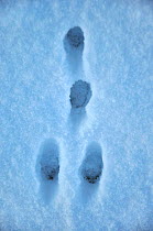Rabbit (Oryctolagus cuniculus) footprints in fresh snow. Dorset, UK, January.