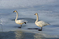 Two Trumpeter swans (Cygnus buccinator) resting on the ice during their long flight north to the breeding grounds of Alaska, Marsh Lake, Yukon, Canada, April