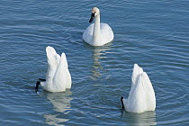 Three Trumpeter swans (Cygnus buccinator) feeding at ice edge, two up-ending, resting during their long flight north to the breeding grounds of Alaska, Marsh Lake, Yukon, Canada, April