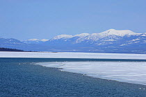 Marsh Lake, Yukon, Canada, a resting and feeding ground for many species of waterfowl on their long flight north to their breeding grounds, April 2011