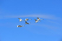 Flock of Trumpeter swans (Cygnus buccinator) in flight over Marsh Lake, during their long flight north to the breeding grounds in Alaska, Marsh Lake, Yukon, Canada, April