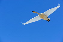 Trumpeter swan (Cygnus buccinator) in flight over Marsh Lake, preparing to land for resting and feeding during the long flight north to the breeding grounds in Alaska, Marsh Lake, Yukon, Canada, April