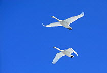 Two Trumpeter swans (Cygnus buccinator) in flight over Marsh Lake, a resting and feeding area during their long flight north to the breeding grounds in Alaska, Marsh Lake, Yukon, Canada, April