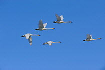 Flock of Trumpeter swans (Cygnus buccinator) in flight over Marsh Lake, a resting and feeding area during their long flight north to the breeding grounds in Alaska, Marsh Lake, Yukon, Canada, April