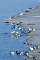 Trumpeter swans (Cygnus buccinator) and other waterfowl feeding at the ice edge on Marsh Lake, a resting and feeding area during their long flight north to the breeding grounds in Alaska, Marsh Lake,...