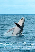 Humpback Whale (Megaptera novaeangliae) breaching. Hervey Bay, Queensland, Australia, August. Sequence 1 of 9.