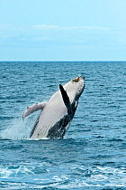 Humpback Whale (Megaptera novaeangliae) breaching. Hervey Bay, Queensland, Australia, August. Sequence 2 of 9.