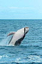 Humpback Whale (Megaptera novaeangliae) breaching. Hervey Bay, Queensland, Australia, August. Sequence 3 of 9.