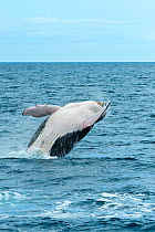 Humpback Whale (Megaptera novaeangliae) breaching. Hervey Bay, Queensland, Australia, August. Sequence 4 of 9.