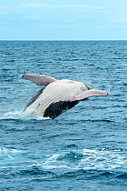 Humpback Whale (Megaptera novaeangliae) breaching. Hervey Bay, Queensland, Australia, August. Sequence 5 of 9.