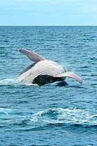 Humpback Whale (Megaptera novaeangliae) breaching. Hervey Bay, Queensland, Australia, August. Sequence 6 of 9.