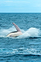 Humpback Whale (Megaptera novaeangliae) breaching. Hervey Bay, Queensland, Australia, August. Sequence 8 of 9.