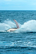 Humpback Whale (Megaptera novaeangliae) breaching. Hervey Bay, Queensland, Australia, August. Sequence 9 of 9.