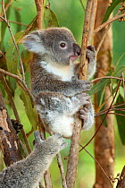 Young Koala (Phascolarctos cinereus) on tree branch. Captive, part of breeding program due to threat from disease. Hartley's Creek Zoo, Cairns, Queensland, Australia.