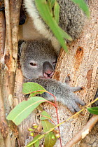 Young Koala (Phascolarctos cinereus) sleeping between branches. Captive, part of breeding program due to threat from disease. Hartley's Creek Zoo, Cairns, Queensland, Australia.