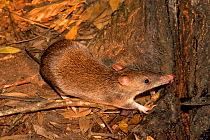 Long-nosed Bandicoot (Perameles nasuta) licking honey from a tree. The honey has been placed there to encourage marsupials into the reserve. Chambers Rainforest Resort, Cairns, North Queensland, Austr...