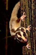 Striped Possum (Dactylopsila trivirgata) on tree trunk. Honey has been placed there to encourage marsupials into the reserve. Chambers Rainforest Resort, Cairns, North Queensland, Australia.