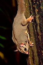 Sugar Glider (Petaurus breviceps) on tree trunk. Honey has been placed there to encourage marsupials into the forest. Chambers Rainforest Resort, Cairns, North Queensland, Australia.