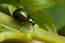 Green Dock Beetle (Gastrophysa viridula) mated female exhibiting typical over enlarged abdomen. Hertfordshire, England, April.