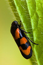 Frog Hopper (Cercopis vulnerata) close-up on leaf. East Sussex, England, May.