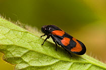 Frog Hopper (Cercopis vulnerata) close-up on leaf. East Sussex, England, May.