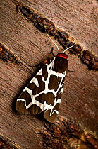 Garden Tiger Moth (Arctia caja) adult at rest on cherry tree trunk. Hertfordshire, England, June.