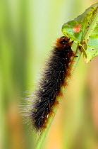 Garden Tiger Moth (Arctia caja) caterpillar feeding on dock. Hertfordshire, England, June.