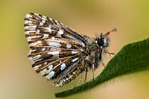 Grizzled Skipper (Pyrgus malvae) perched with wings closed. West Sussex, England, May.