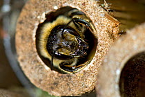 Leaf-cutter Bee (Megachile centuncularis) looking out from bamboo cane nest site. London, England, June.