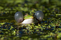 Marsh Frog (Rana ridibunda) showing prominent vocal sacs. East Sussex, England, April.