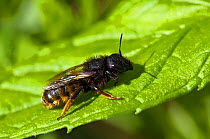 Mason Bee (Osmia bicolor) at rest on leaf. This bee builds its nest in old snail shells. Bedfordshire, England, June.