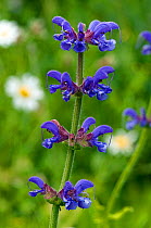 Meadow Clary (Salvia pratensis), a rare and declining species in the UK. Hertfordshire, England, June.