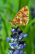Pearl-bordered Fritillary (Boloria euphrosyne) with wings closed on Bugle flower. West Sussex, England, June.