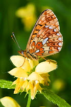 Pearl-bordered Fritillary (Boloria euphrosyne) with wings closed on Yellow Archangel (lamiastrum galeoblodon) flower. West Sussex, England, June.