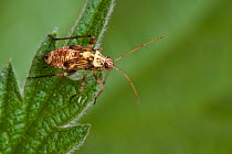 Plant Bug (Rhabdomiris striatellus), late instar nymph. Hertfordshire, UK, England, April.