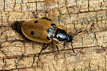 Predatory Beetle / Burying Beetle (Dendroxena 4-maculata).  West Sussex, England, May.