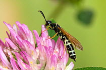 Sawfly (Cephus spinipes), a stem boring sawfly drinking rain water from red clover. Captive. UK, June.