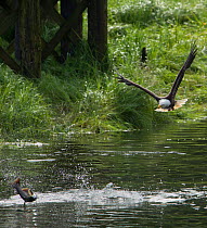 Bald Eagle (Haliaeetus leucocephalus) surprised by jumping King Salmon (Oncorhynchus tshawytscha). Revillagigido Island, Alaska, July.