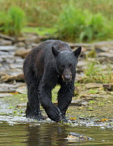 Black Bear (Ursus americanus) by waterside. Neets Bay, Alaska, July.
