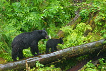 Black Bear (Ursus americanus) sow and her cub balancing on a log. Anan Creek, Alaska, July.