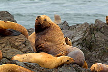Steller Sea Lion (Eumetopias jubatus) 'beachmaster' or dominant male with his harem gathered round on the rocks of West Brothers Island. Frederick Sound, Alaska, July.