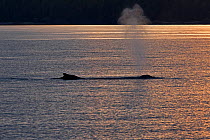Humpback Whale (Megaptera novaeangliae) blowing. Frederick Sound, Inland Passage, Alaska, July.