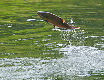 King / Chinook Salmon (Oncorhynchus tshawytscha) on its side in mid-leap. Eagle Creek, Alaska, July.
