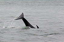 Orca / Killer Whale (Orcinus orca) using its tail to slap the surface to stun herring. Frederick Sound, Alaska, July.