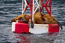 Steller's Sea Lions (Eumetopias jubatus) resting on an Inland Passage buoy. Petersburg, Alaska, July.